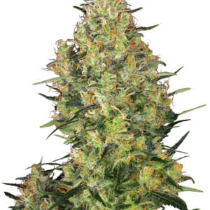 Shiva Skunk Sensi Seeds