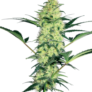 White Diesel White Label