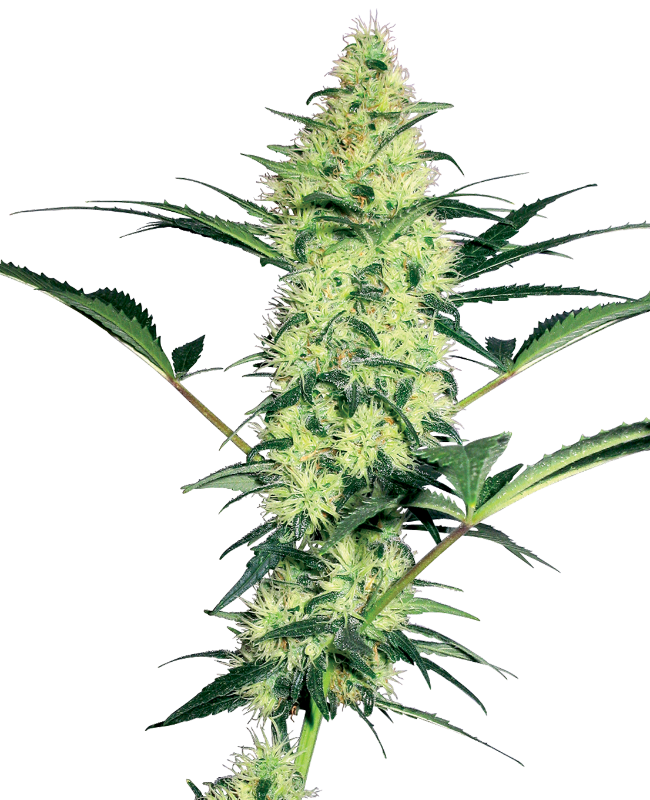 White Diesel White Label