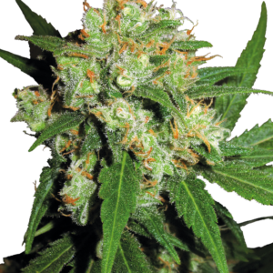 Sensi Skunk Regular Sensi Seeds