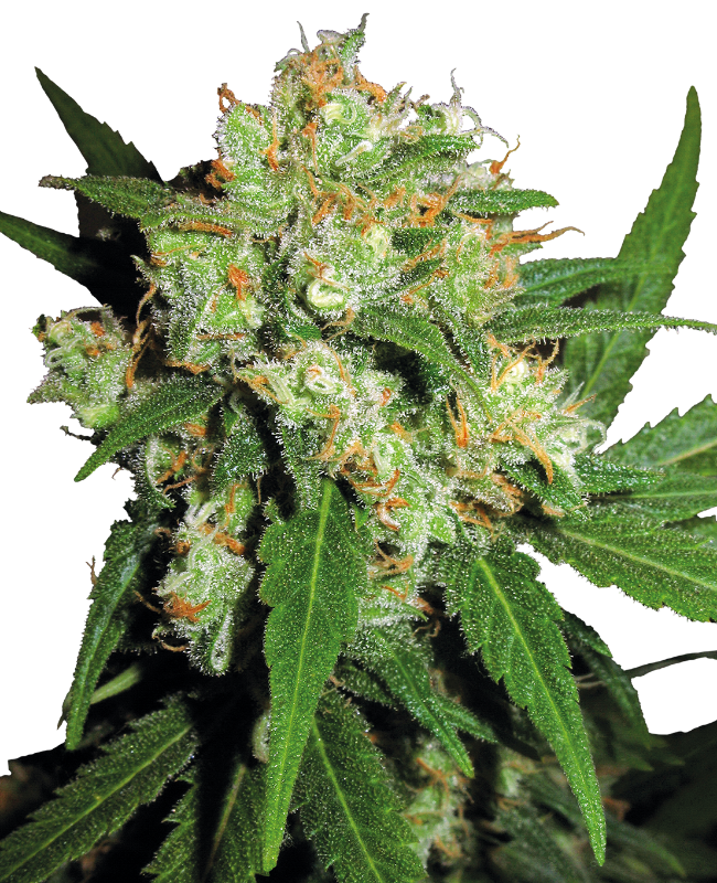 Sensi Skunk Regular Sensi Seeds