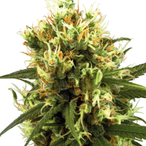White Haze Auto White Label