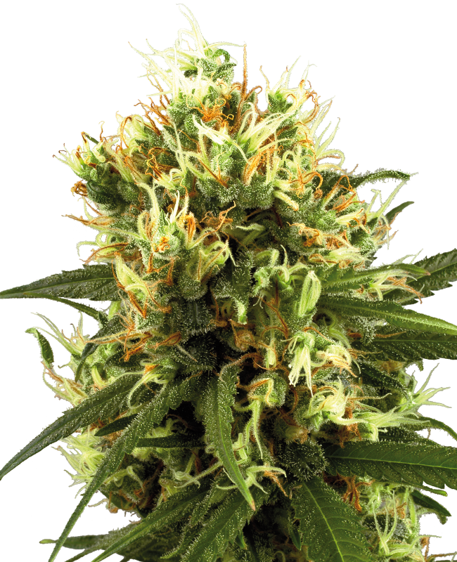 White Haze Auto White Label