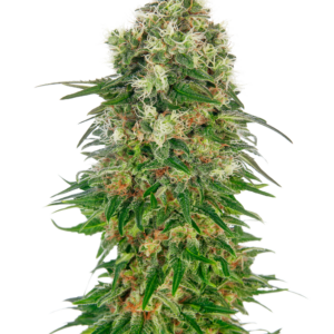 Shiva Skunk Auto Sensi Seeds