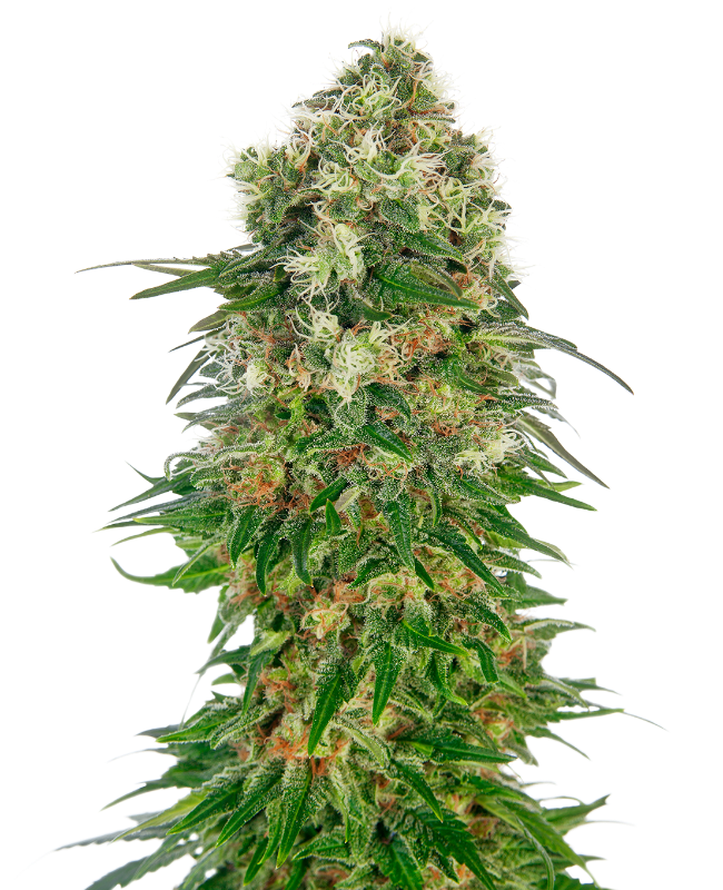Shiva Skunk Auto Sensi Seeds