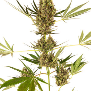 Alpine Delight CBD Auto Sensi Seeds