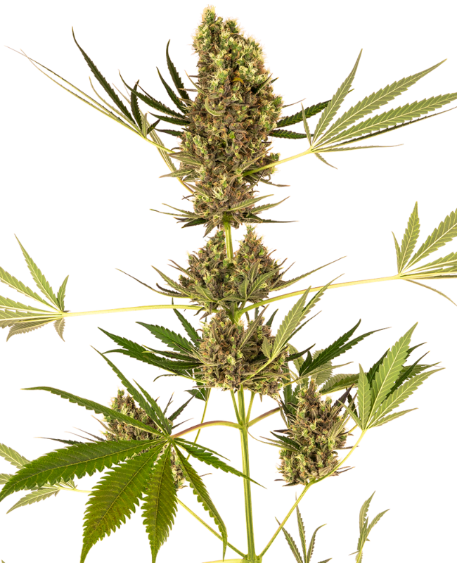 Alpine Delight CBD Auto Sensi Seeds