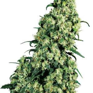 Skunk #1 Regular Sensi Seeds
