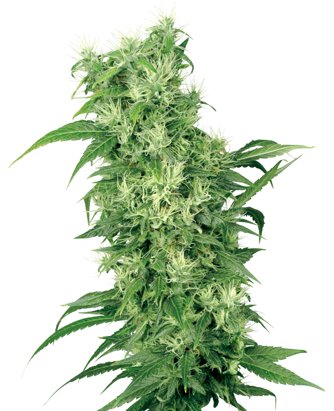 Female Mix White Label