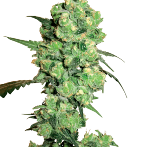 Super Skunk Regular White Label