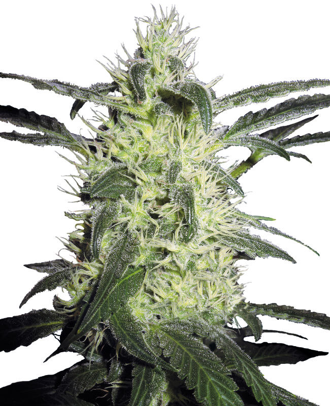Silver Haze 10 St. Sensi Seeds