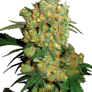 Big Bud Sensi Seeds