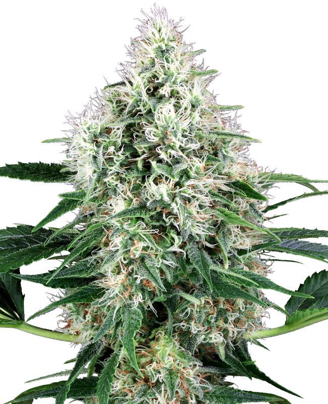 Pure Power Plant Auto White Label