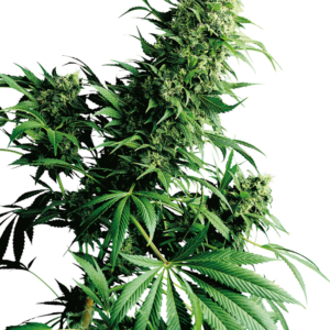 Shiva Shanti Regular Sensi Seeds