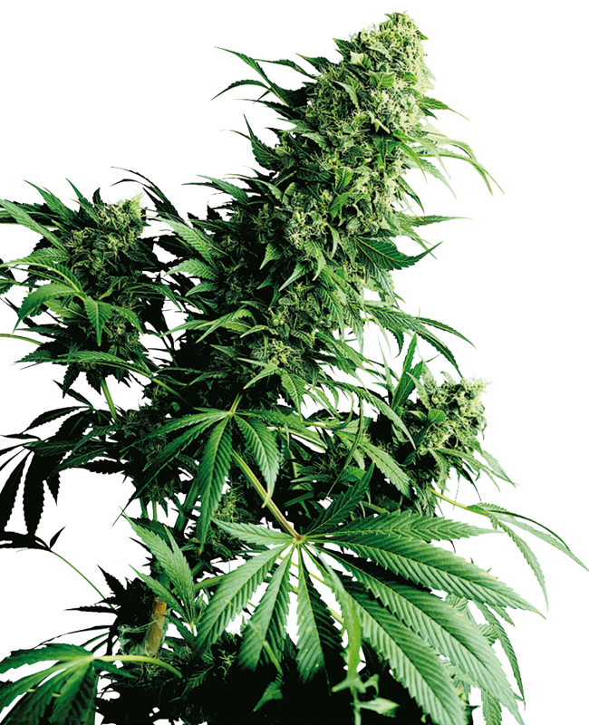 Shiva Shanti Regular Sensi Seeds