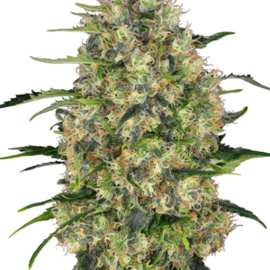 Black Domina Sensi Seeds