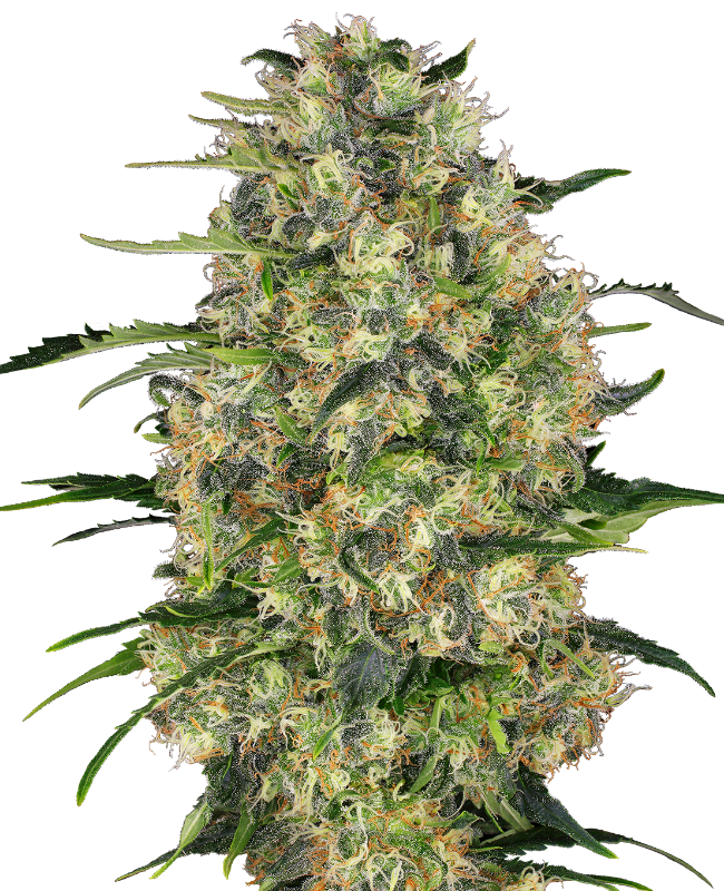 Black Domina Sensi Seeds
