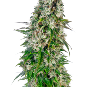 Big Bud Auto Sensi Seeds