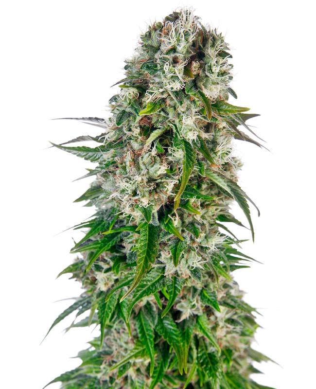 Big Bud Auto Sensi Seeds