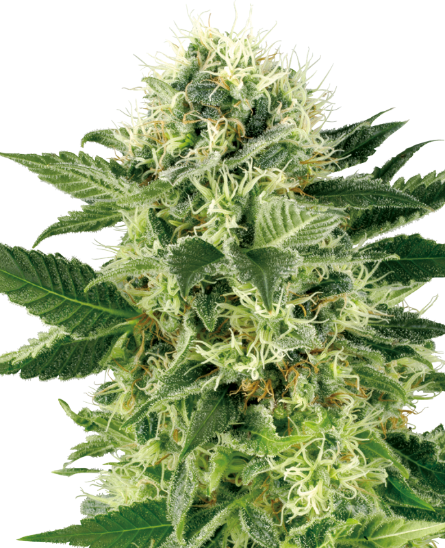 Northern Lights White Label