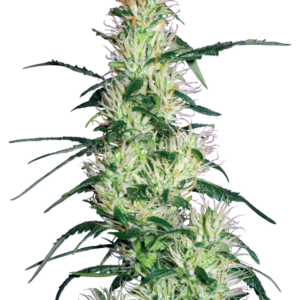 Purple Haze White Label