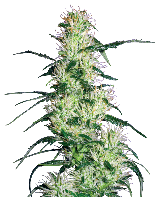 Purple Haze White Label