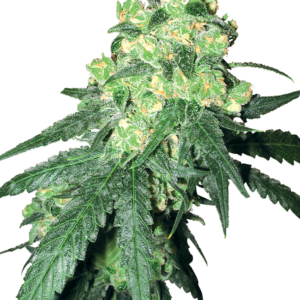 White Rhino Regular White Label