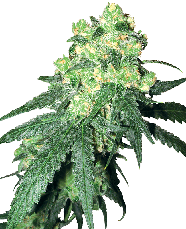 White Rhino Regular White Label
