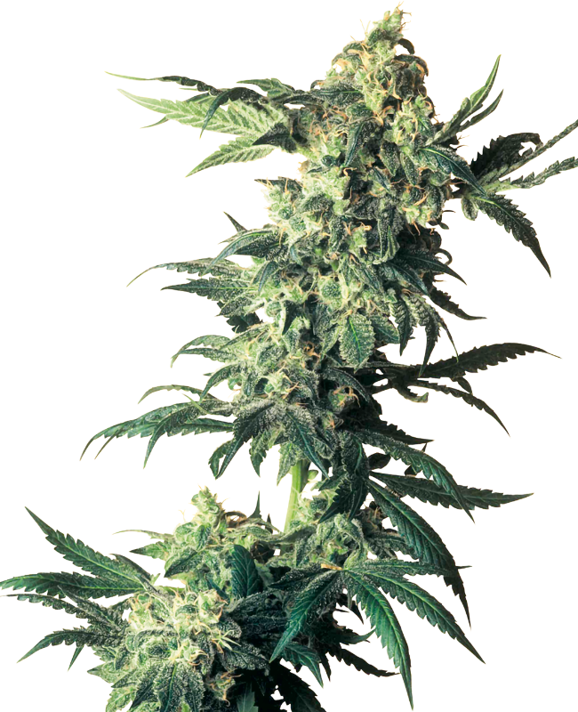 Northern Lights Sensi Seeds