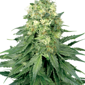 White Widow Regular White Label