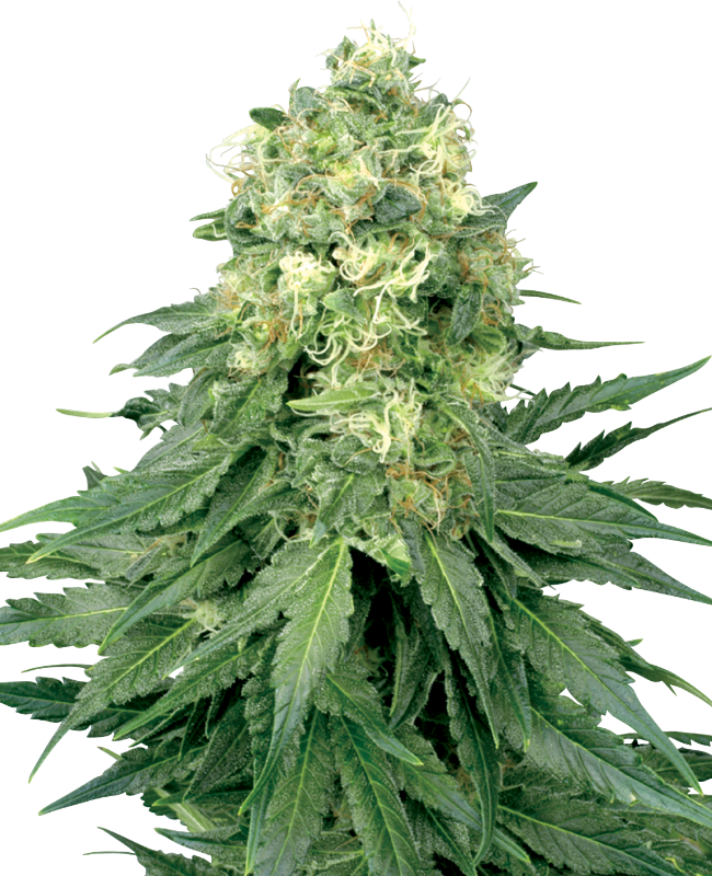 White Widow Regular White Label