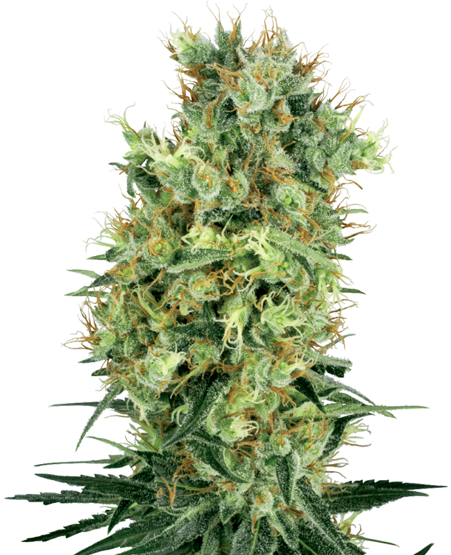 Cali Orange Bud Regular White Label