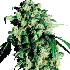Super Skunk Regular Sensi Seeds
