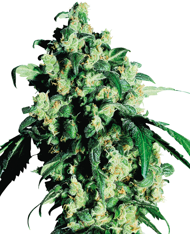 Super Skunk Regular Sensi Seeds
