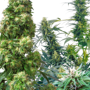 Outdoor Mix Regular Sensi Seeds