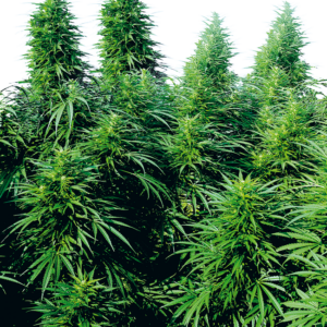 Ruderalis Skunk Regular Sensi Seeds