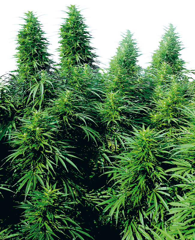Ruderalis Skunk Regular Sensi Seeds