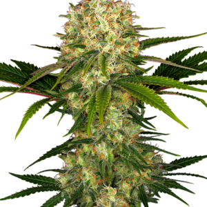 Afghani #1 Regular Sensi Seeds