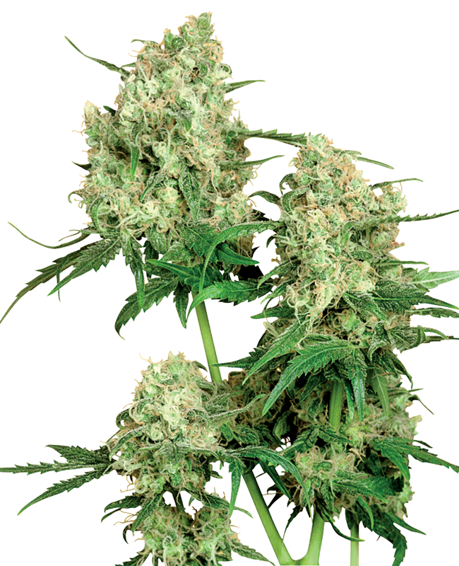 Maple Leaf Indica Regular Sensi Seeds