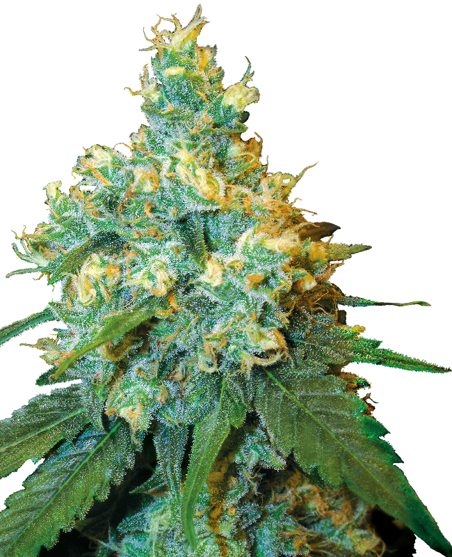Jack Herer Sensi Seeds