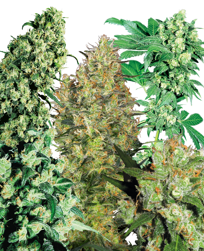Indoor Mix Regular Sensi Seeds