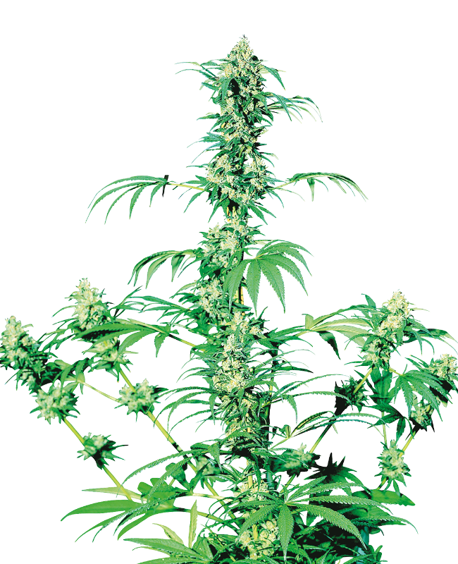Early Girl Regular Sensi Seeds