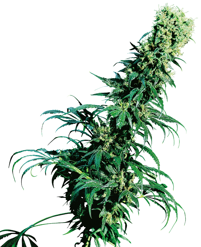 Early Pearl Regular Sensi Seeds