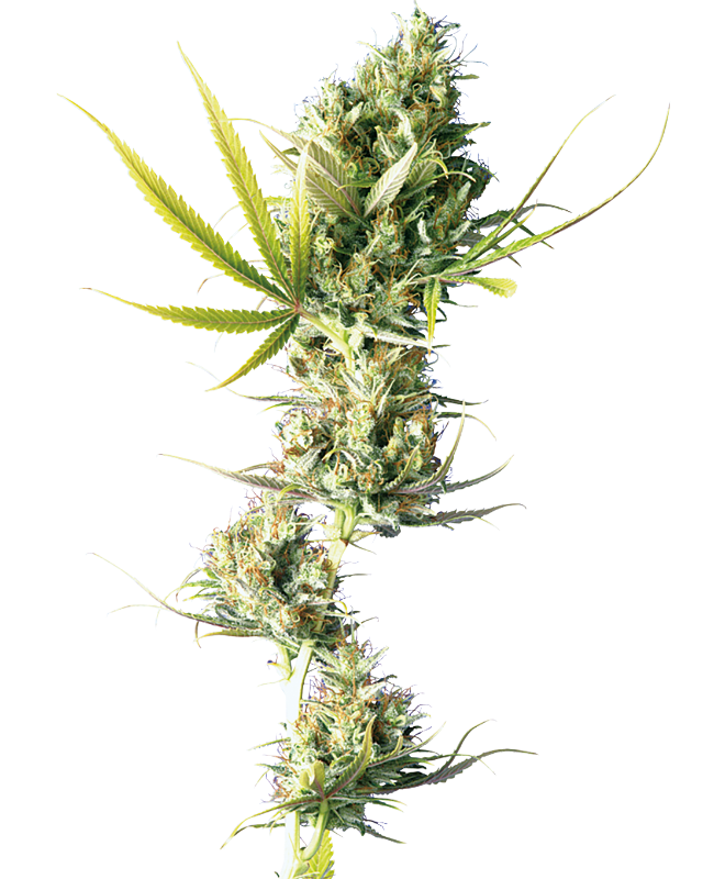 Durban Regular Sensi Seeds