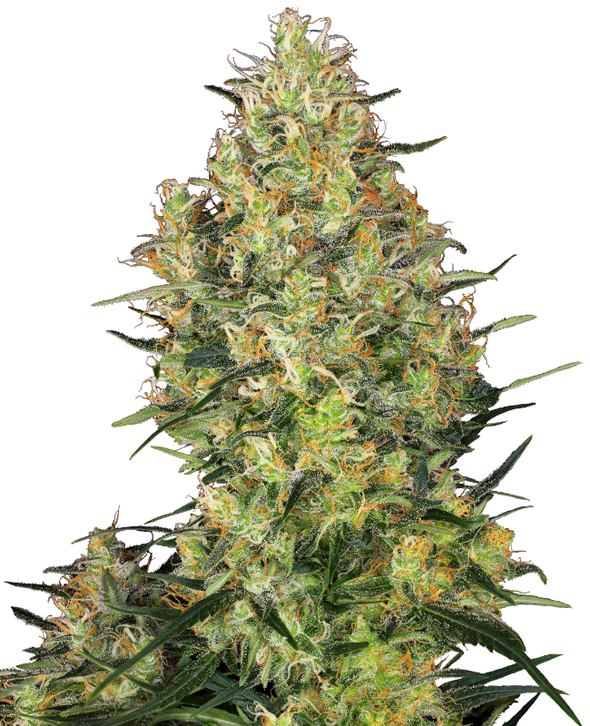 Shiva Skunk Regular Sensi Seeds