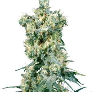 American Dream Regular Sensi Seeds
