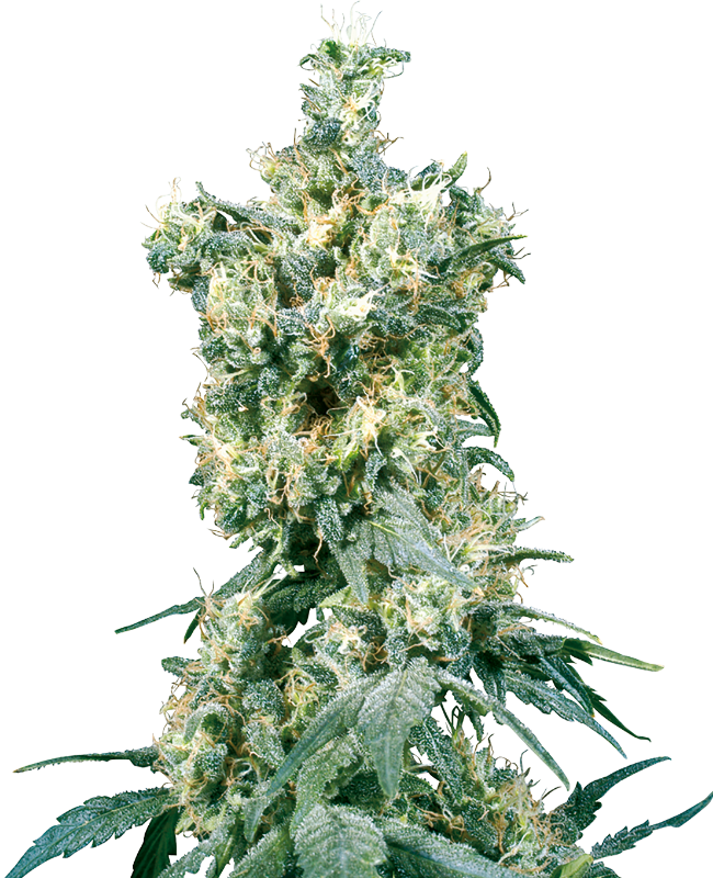 American Dream Regular Sensi Seeds