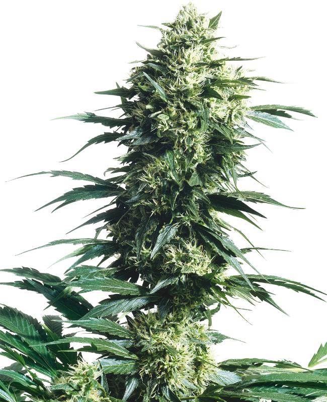 Mother's Finest Regular Sensi Seeds