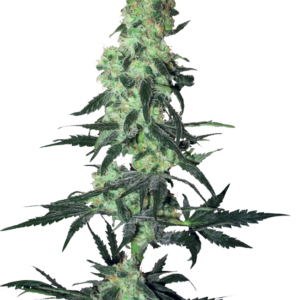 Amnesia White Regular White Label