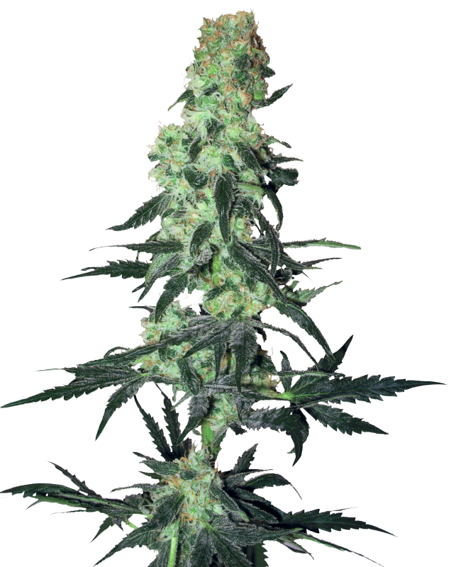 Amnesia White Regular White Label